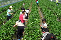 딸기를 재배하는 사람들
