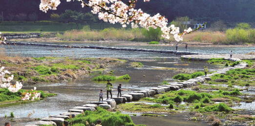 탐진강 생태습지원은 강변 주차장에서 정남진장흥토요시장과 징검다리로 연결된다.