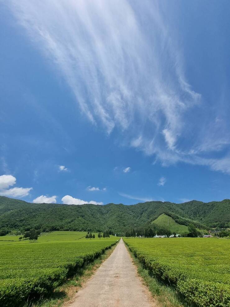 집근처 보성차밭 풍경( 보성경계지역이라서.. 가까움..10분내)