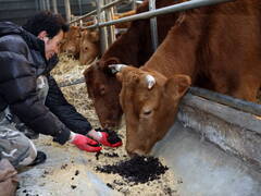 헛개나무 부산물 발효사료로 가축 사료비 절감