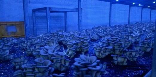 버섯LED광 이용 생산성 향상 시범사업 호평