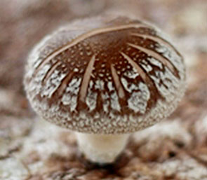새송이버섯을 정면에서 찍은 모습