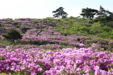 제암산철쭉