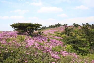 제암산철쭉