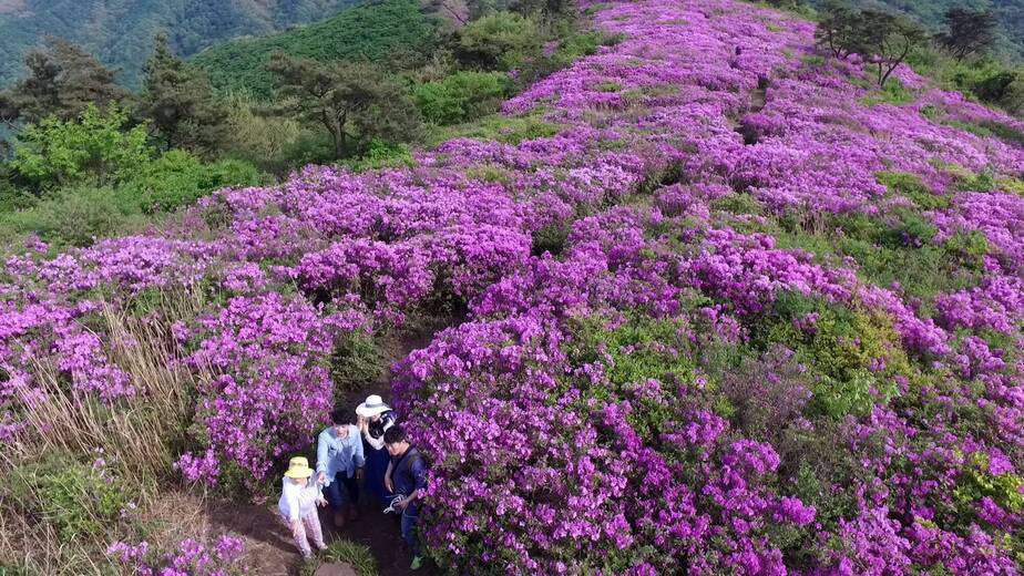 제암산철쭉