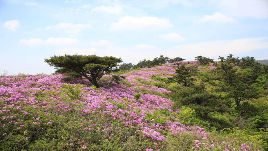 제암산철쭉