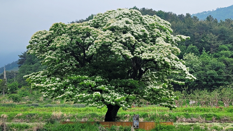 하얀 꽃이 만개한 이팝나무 당산목 사진이다.