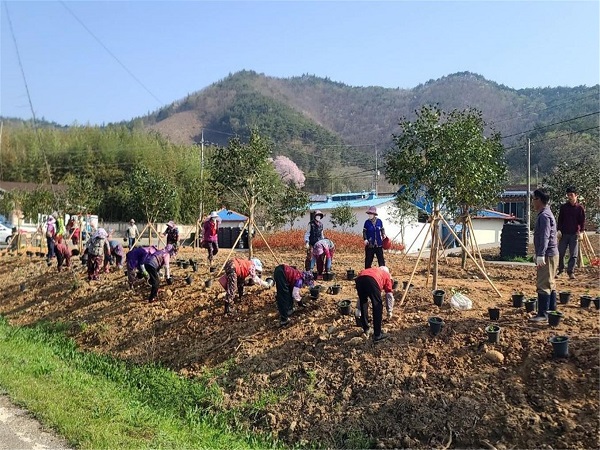 수국단지 조성 (2)